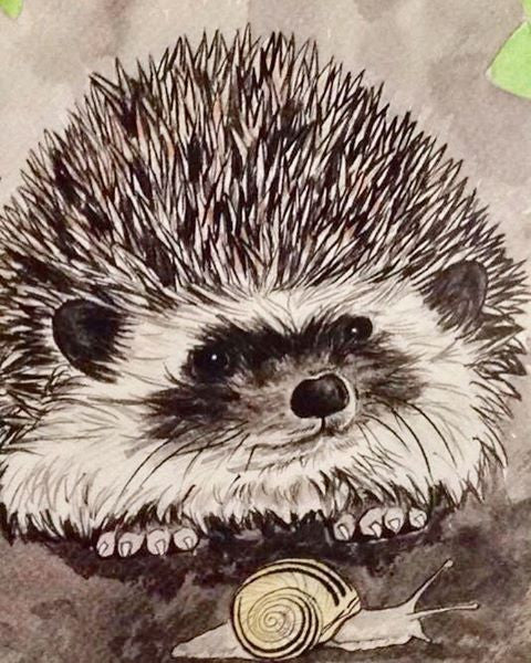 There's been love for hedgehogs today, this gorgeous little chap has found a new home.
