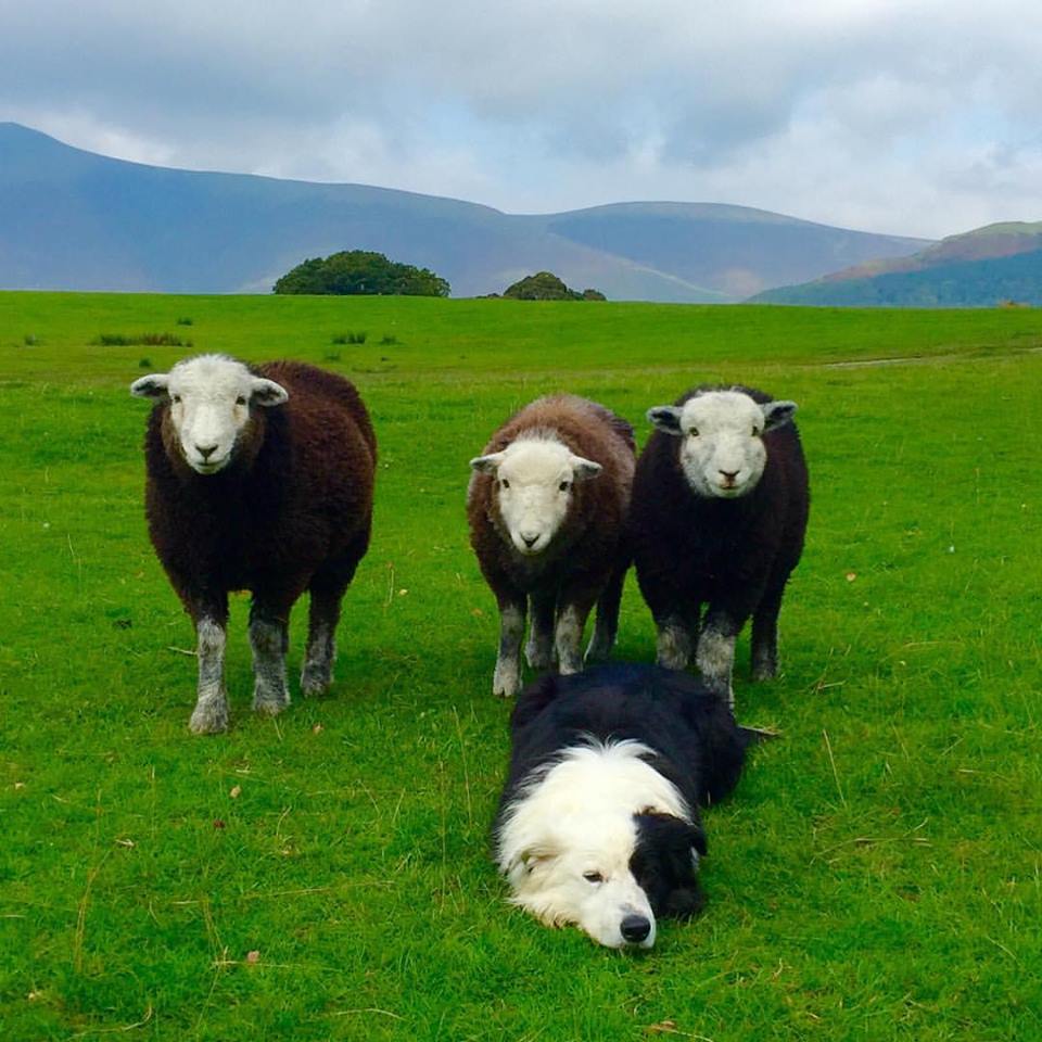 Herdwick sheep just love me