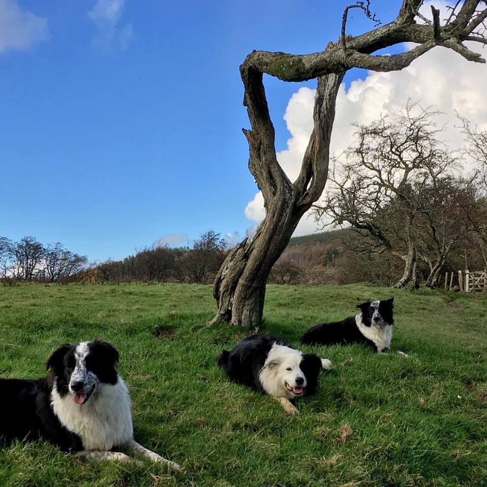 Out having fun before bonfire night. Remember to leave us dogs at home, lights on, loud music playing with lots of toys & treats.