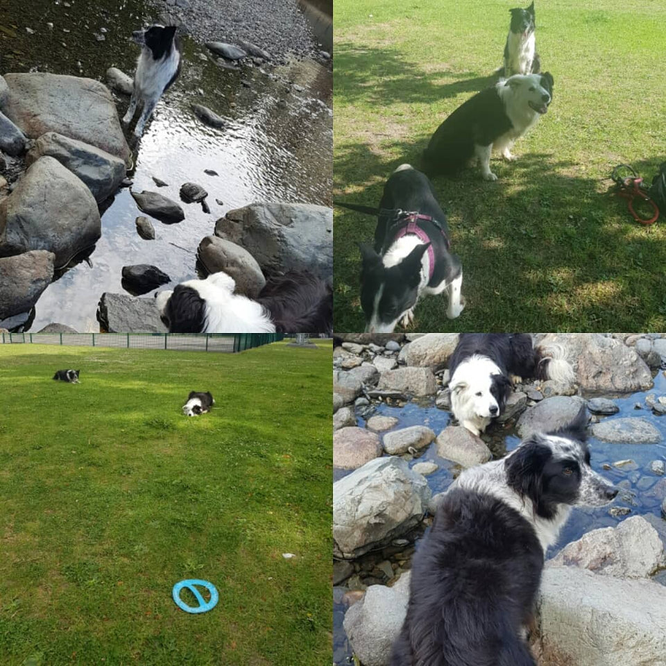 Frisbeeee!