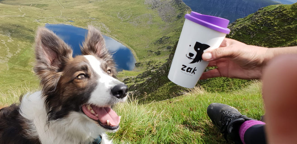 Top of Helvellyn... #zakthecolliedog