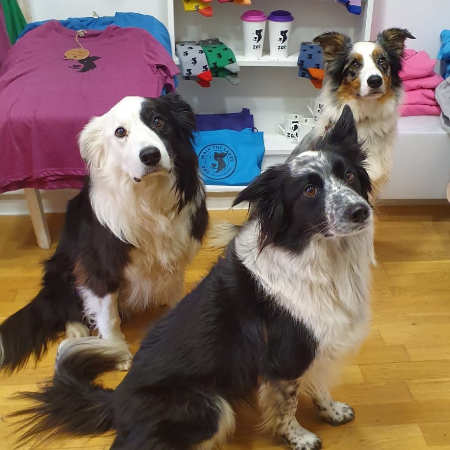 3 beautiful poochies!