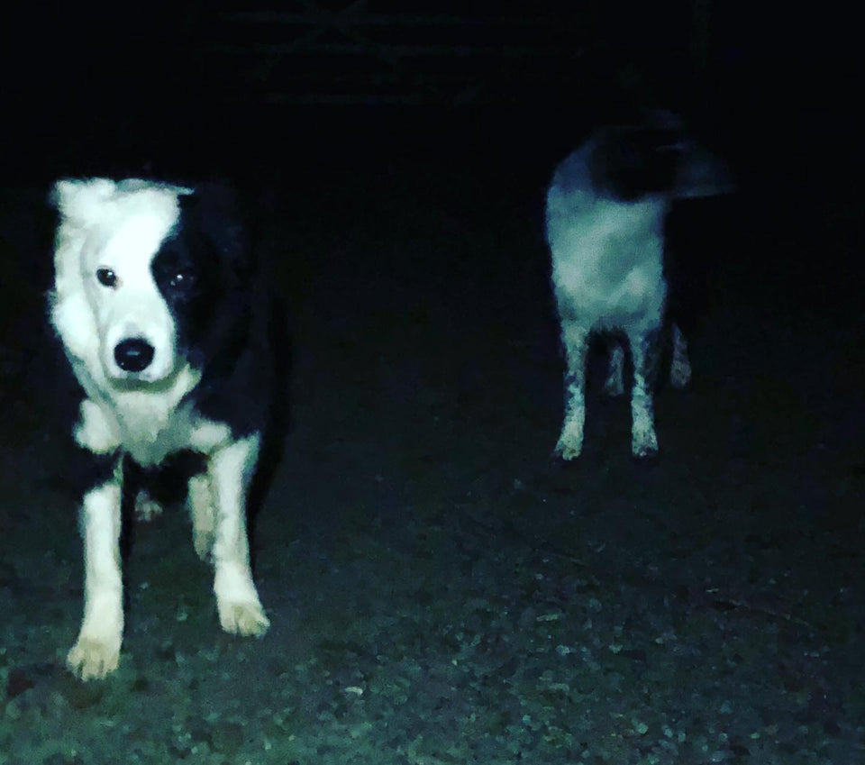 Head Torch Run with Jesse and Mum