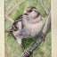 Original watercolour of a sparrow by Sarah Stoker