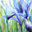Irises - print of original watercolour by Sarah Stoker