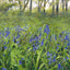 Bluebell wood - print of original watercolour by Sarah Stoker