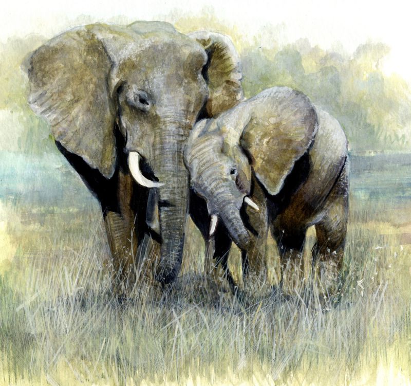 Mother & baby elephant - print of original watercolour by Sarah Stoker –  The Cherrydidi Online Shop