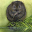 Water Vole - print of original watercolour by Sarah Stoker