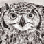 IB, Gina Andrews, InkBison, indian ink, inks, painting, pets, prints, animal, owl
