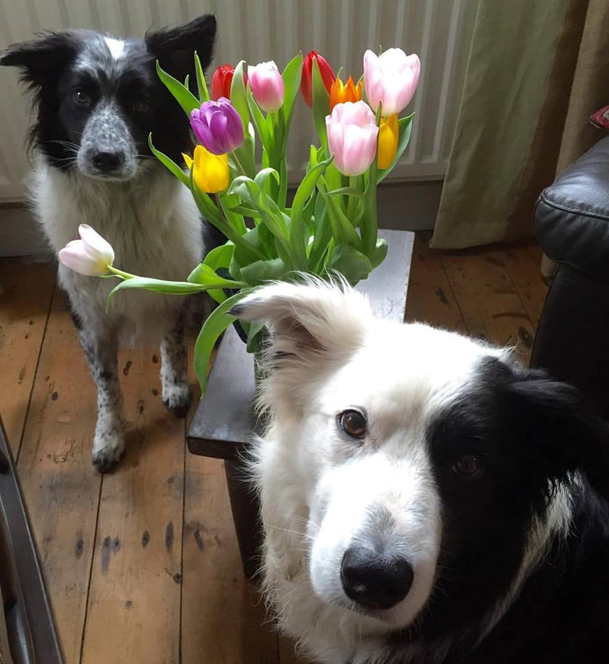 ‪A little dab of colour to warm up your day. Love from us collies.