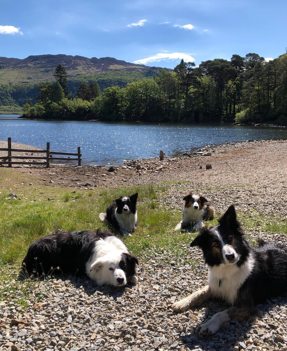Search dogs deserve a day off too!