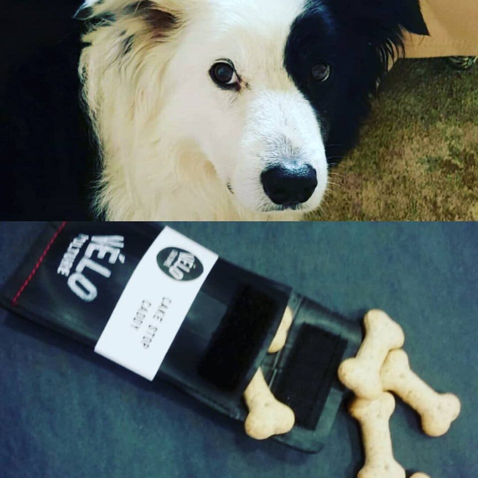 Clever Collie!