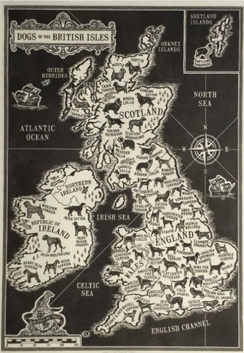 ‘Dogs of the British Isles’ an impressive Lino print by the talented The Enlightened Hound