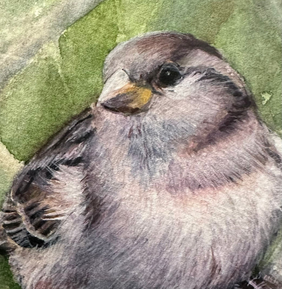 Original watercolour of a sparrow by Sarah Stoker