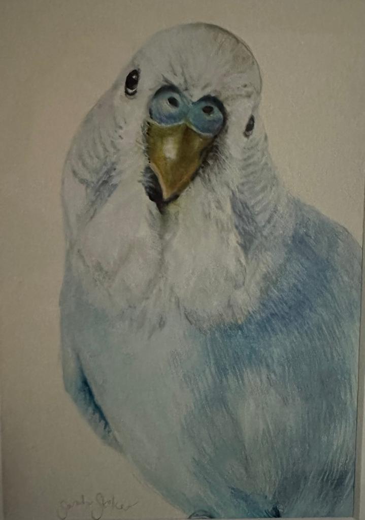 Original watercolour of a budgie by Sarah Stoker
