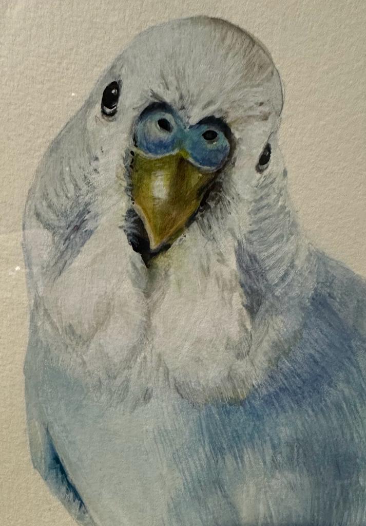 Original watercolour of a budgie by Sarah Stoker