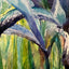 Iris in watercolour - Original by Sarah Stoker