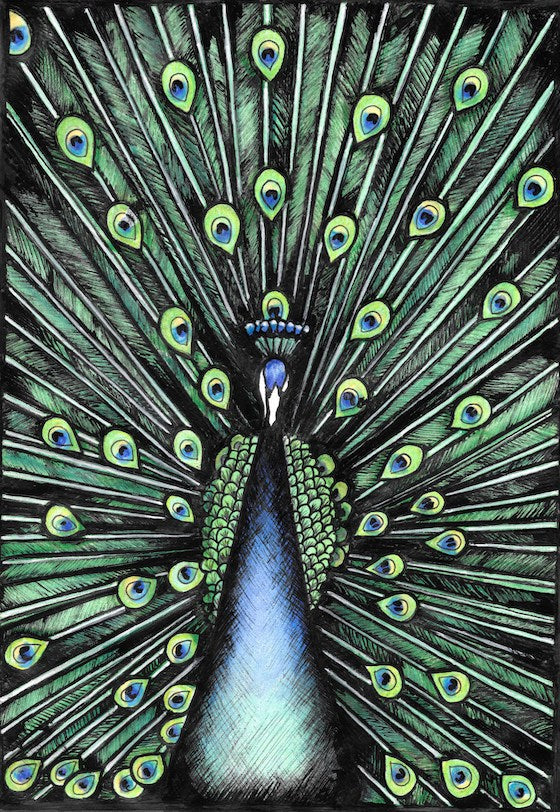 Peacock - Fine Art Print by Jennifer Guest Art