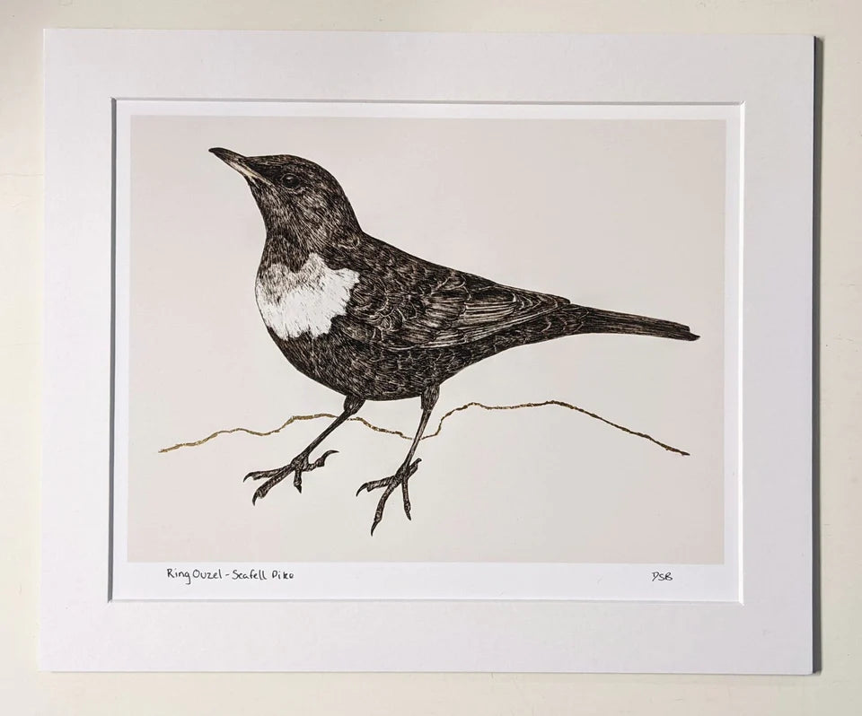 Fine Art Prints of British Birds - Dais SB Art