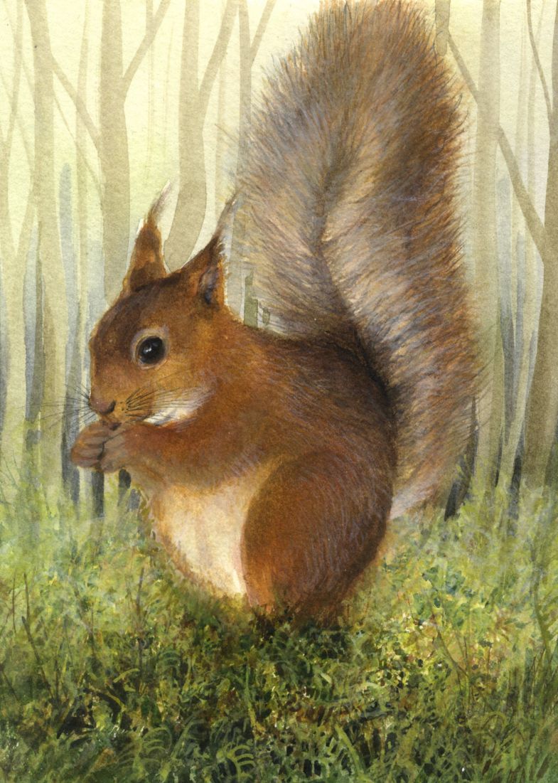 Red Squirrel - print of original watercolour by Sarah Stoker