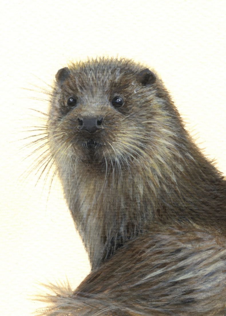Otter (12) - print of original watercolour by Sarah Stoker