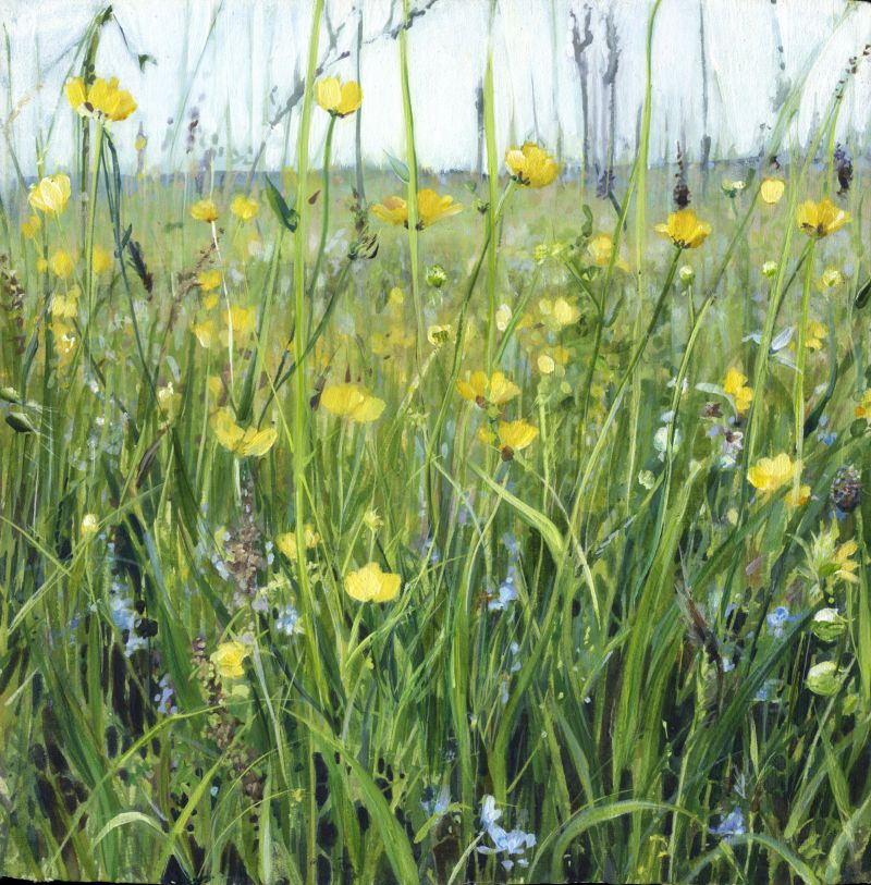 Buttercup Meadow with Speedwell - print of original watercolour by Sarah Stoker