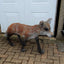 Life-size Fox - Wire Sculpture by John McManus Art