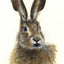 Hare (right facing) - print of original watercolour by Sarah Stoker