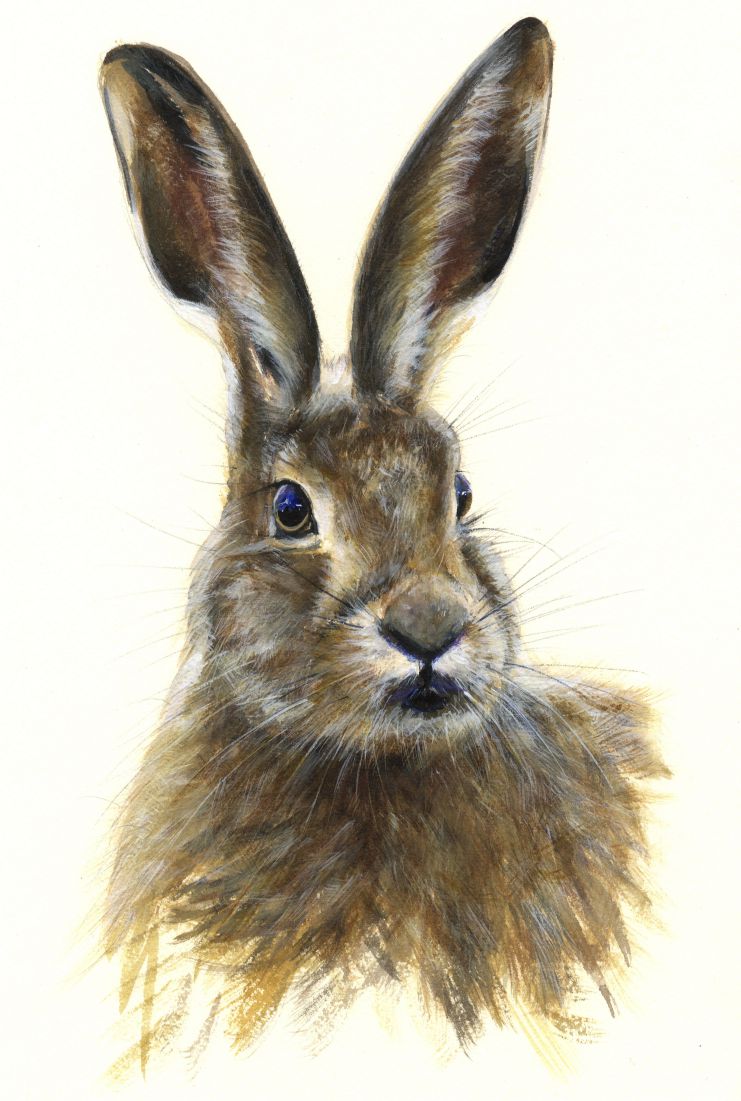 Hare (right facing) - print of original watercolour by Sarah Stoker