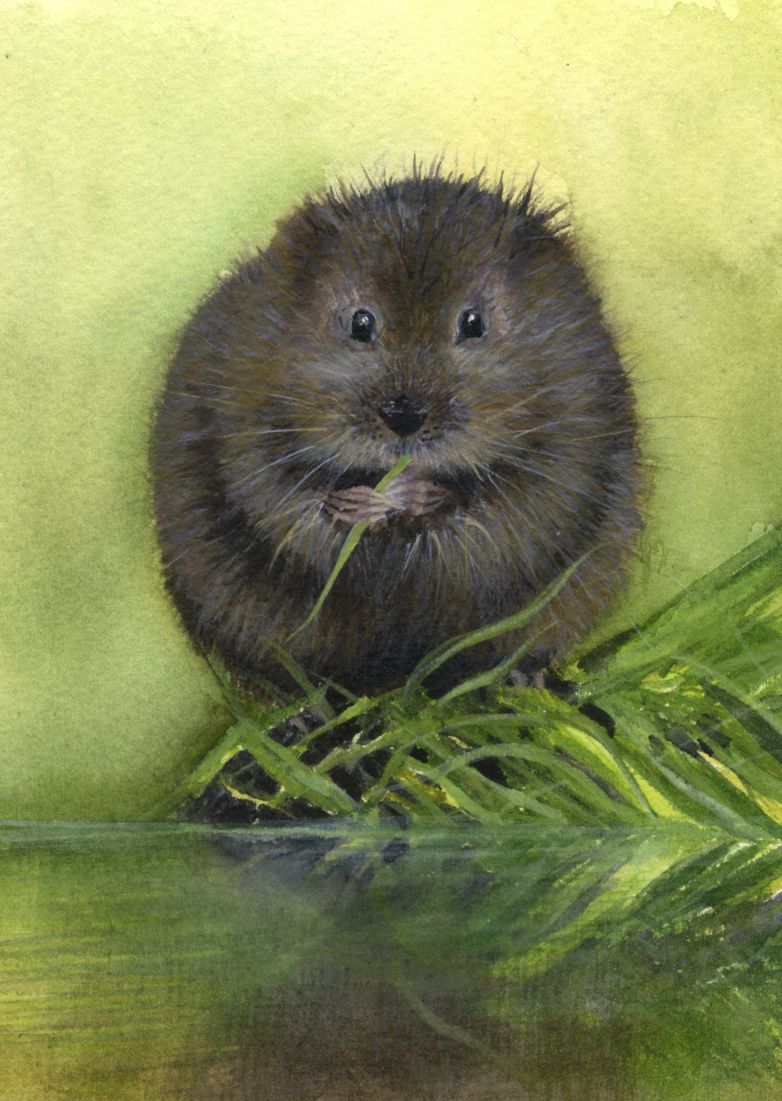 Water Vole - print of original watercolour by Sarah Stoker
