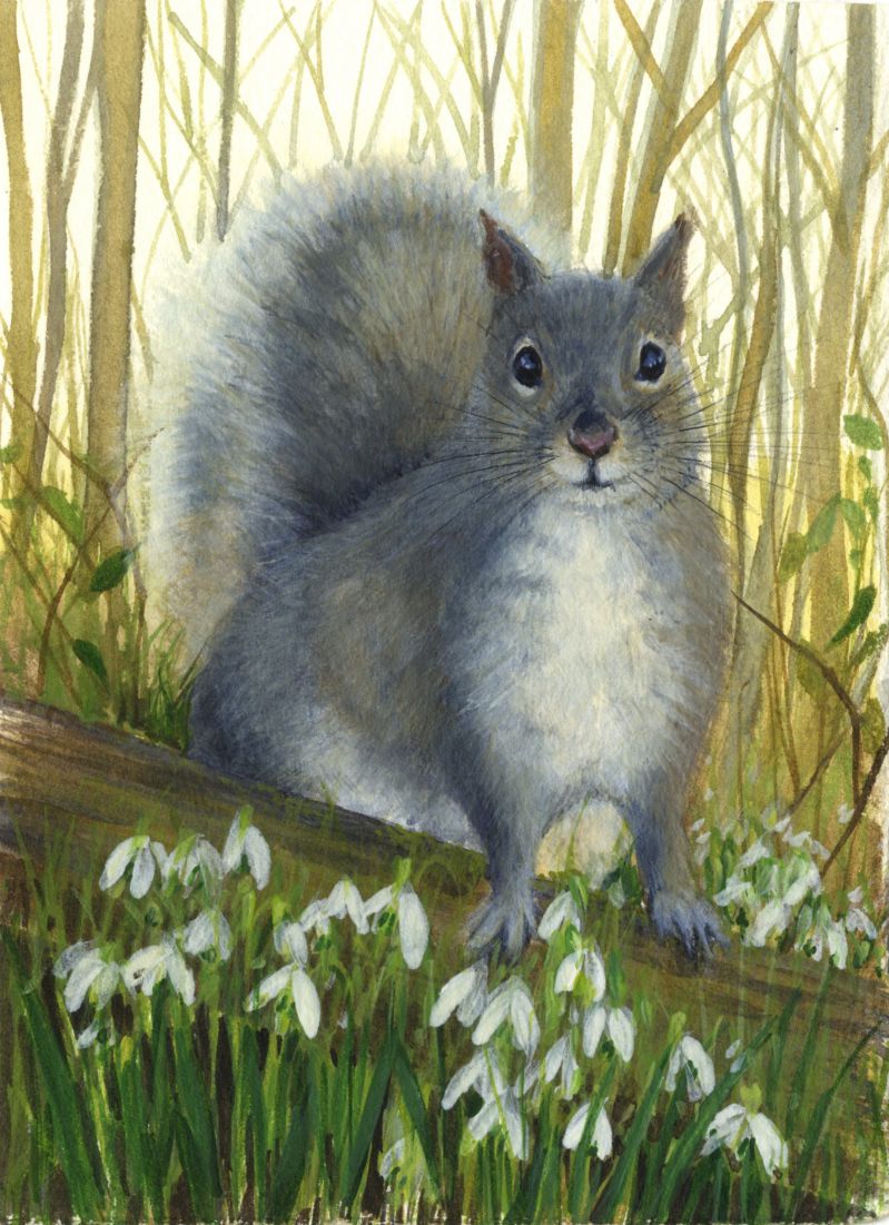 Grey Squirrel - print of original watercolour by Sarah Stoker