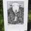 IB, Gina Andrews, InkBison, indian ink, inks, painting, pets, prints, animal, sheep, herdwick