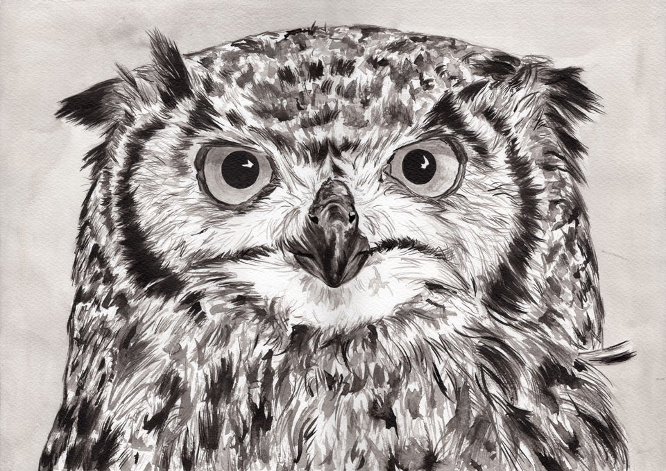 IB, Gina Andrews, InkBison, indian ink, inks, painting, pets, prints, animal, owl