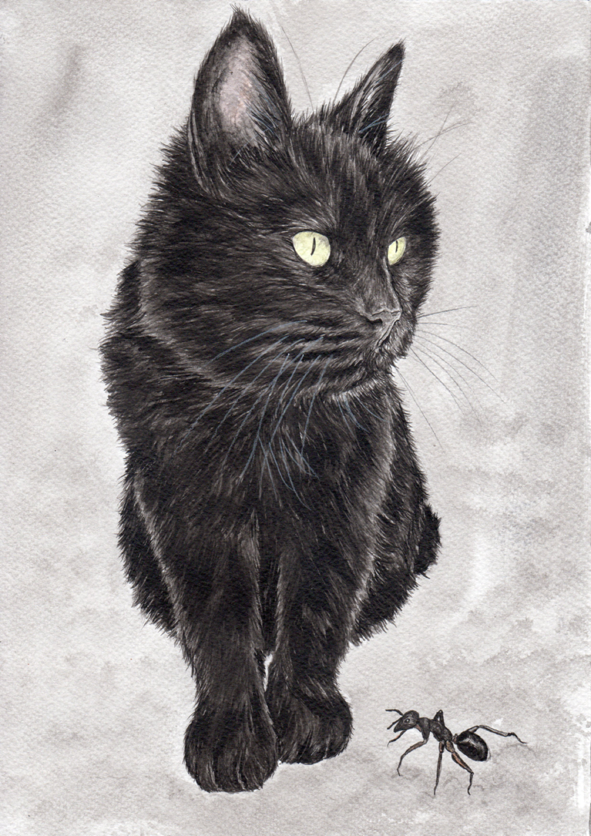 IB, Gina Andrews, InkBison, indian ink, inks, painting, pets, prints, animal, cat