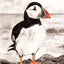 IB, Gina Andrews, InkBison, indian ink, inks, painting, pets, prints, animal, puffin