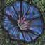 A Box of Beautiful Flower Cards by Jennifer Guest Art
