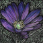 A Box of Beautiful Flower Cards by Jennifer Guest Art
