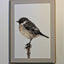 Beautiful Cards of Birds