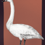 Bird Posters