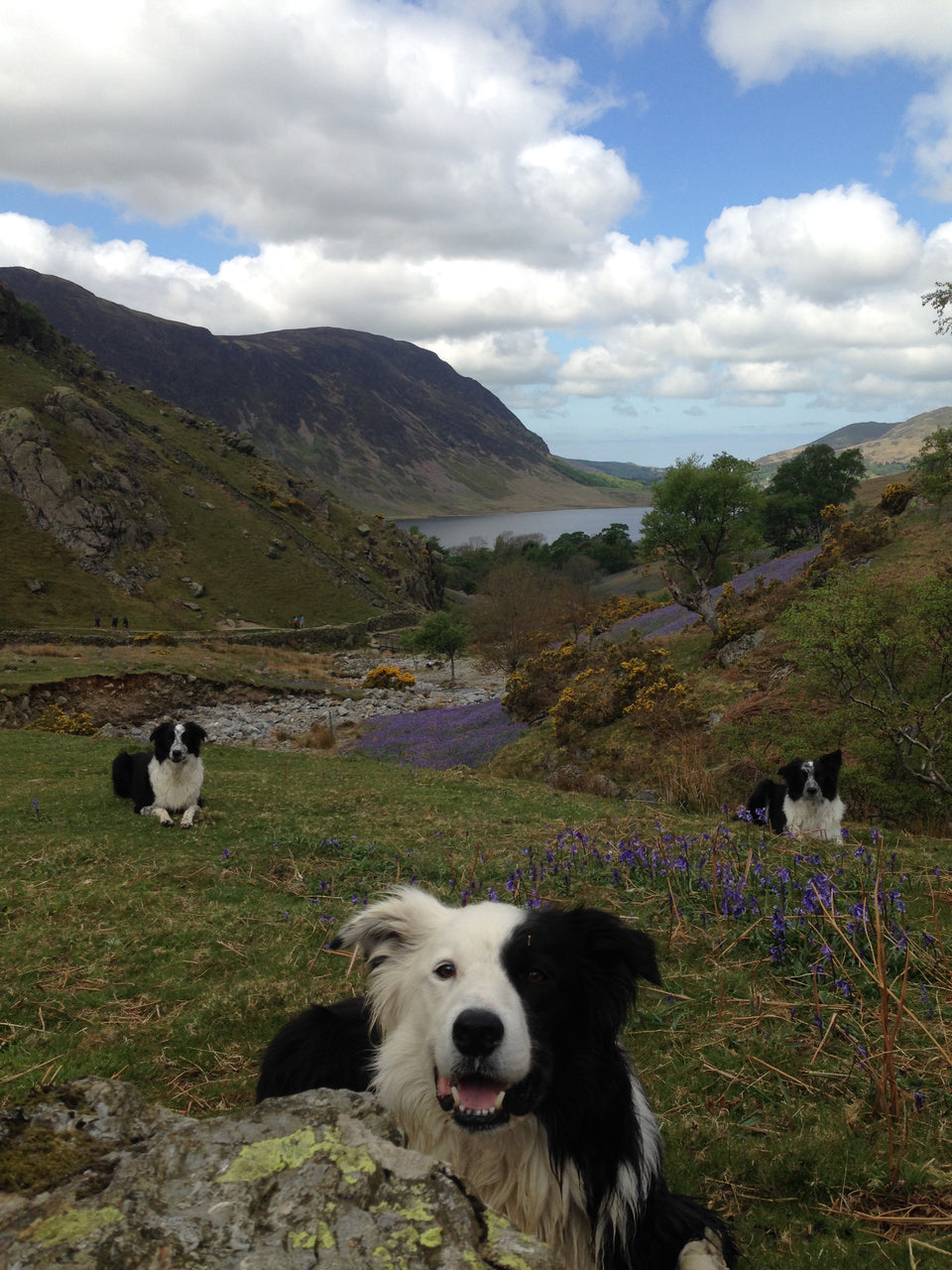 Lakeland Legacy Prints - Zak the Collie Dog