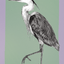 Bird Posters