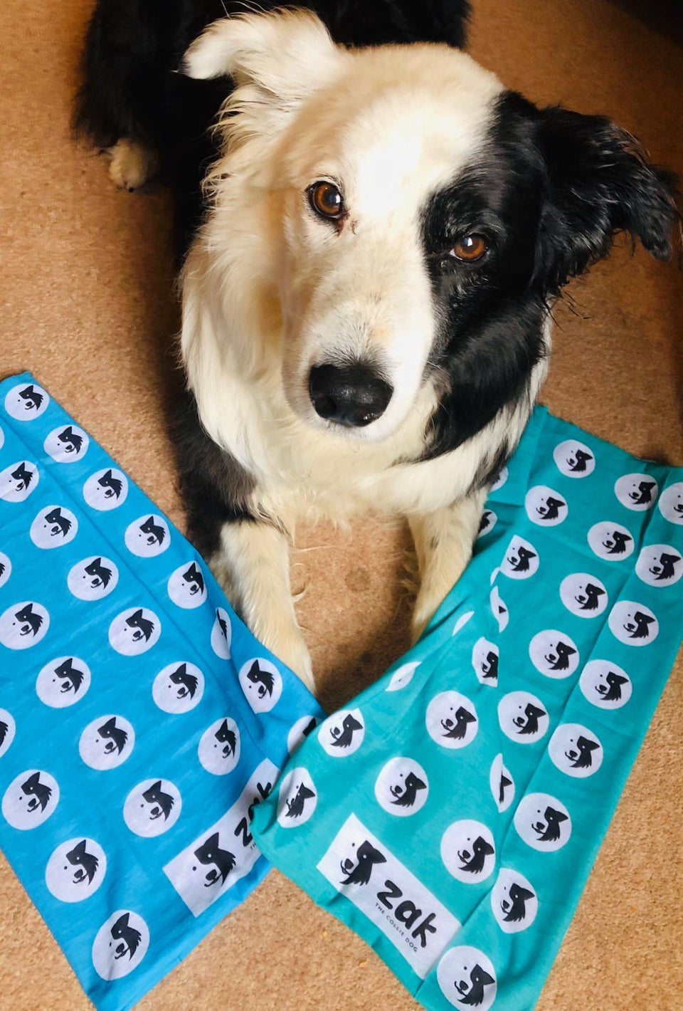 Recycled Buffs - Zak the Collie Dog