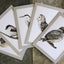 Beautiful Cards of Birds