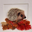 Needle-felted Hedgehog Picture