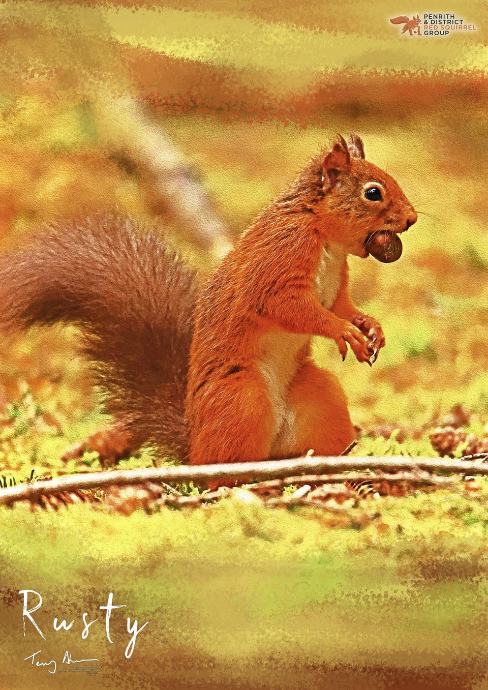 The Red Squirrel Posters - Honey, Rusty & Shadow Photographed by Terry Abraham