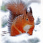 The Red Squirrel Posters - Honey, Rusty & Shadow Photographed by Terry Abraham