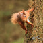 The Red Squirrel Collection by Terry Abraham