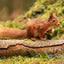 The Red Squirrel Collection by Terry Abraham