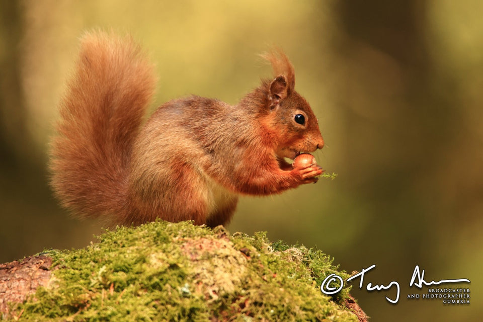 The Red Squirrel Collection by Terry Abraham
